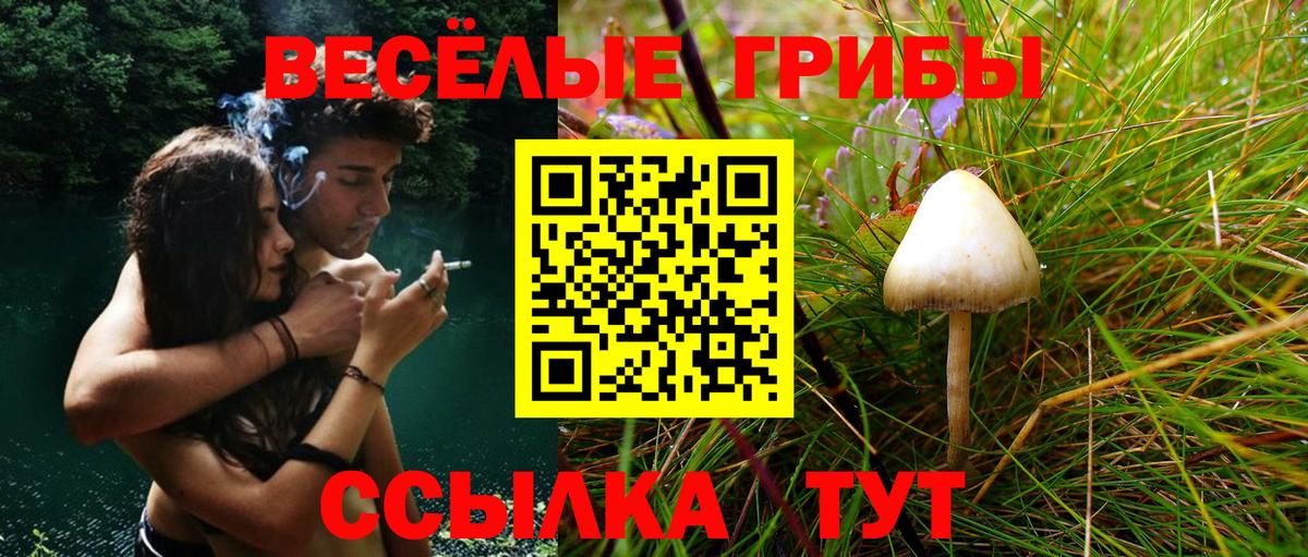 Псилоцибиновые грибы мицелий  Вход с VPN  Назрань 